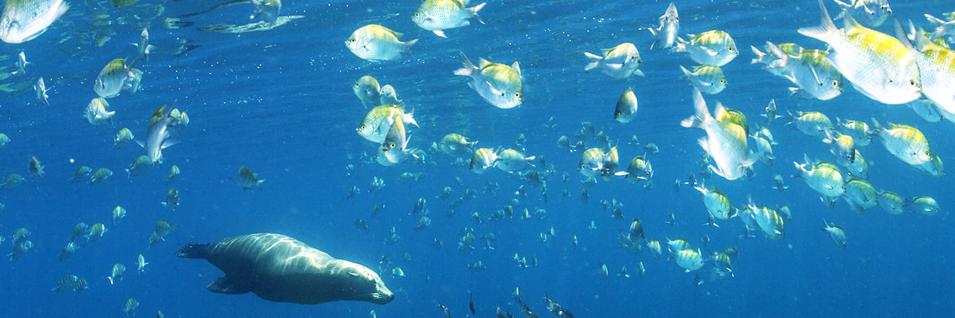 islas-y-areas-protegidas-del-golfo-de-california